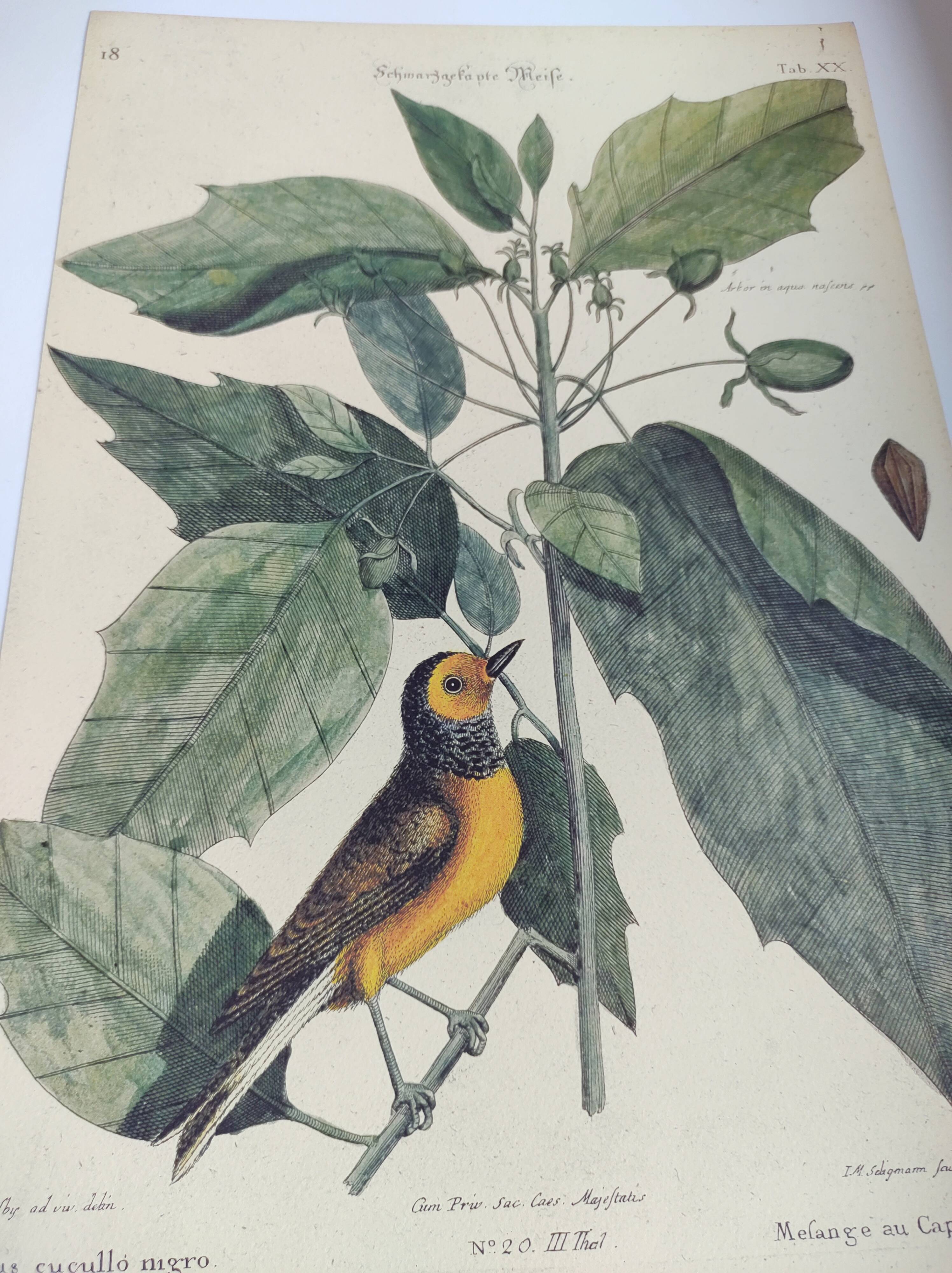 Antique bird engraving from 1973 - Black-capped Tit - Zoological plate by Seligmann & Catesby