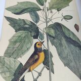 Antique bird engraving from 1973 - Black-capped Tit - Zoological plate by Seligmann & Catesby