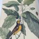 Antique bird engraving from 1973 - Black-capped Tit - Zoological plate by Seligmann & Catesby