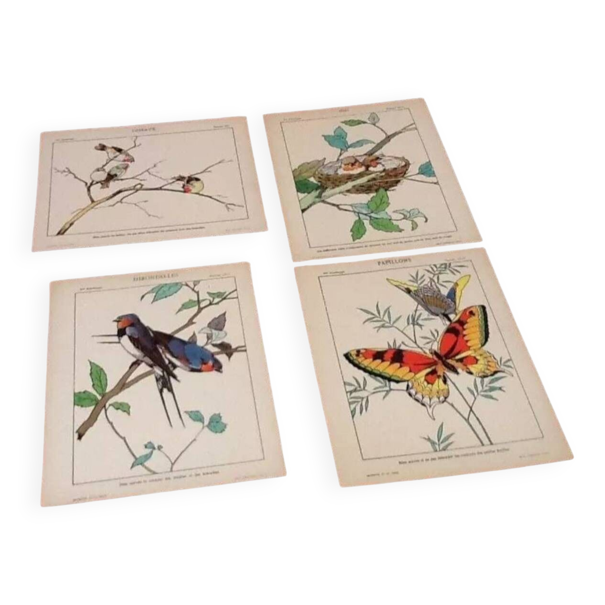 4 affiches Oiseaux, Papillons, Nid