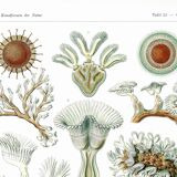 Poster about Bryozoans, based on an old lithograph from 1904.
