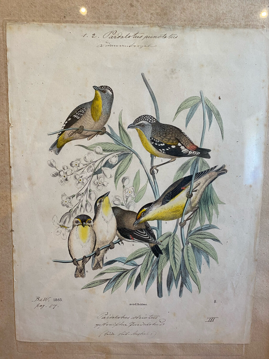 Set of decorative frames