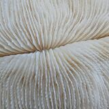 White Coral Fungia 24 cm