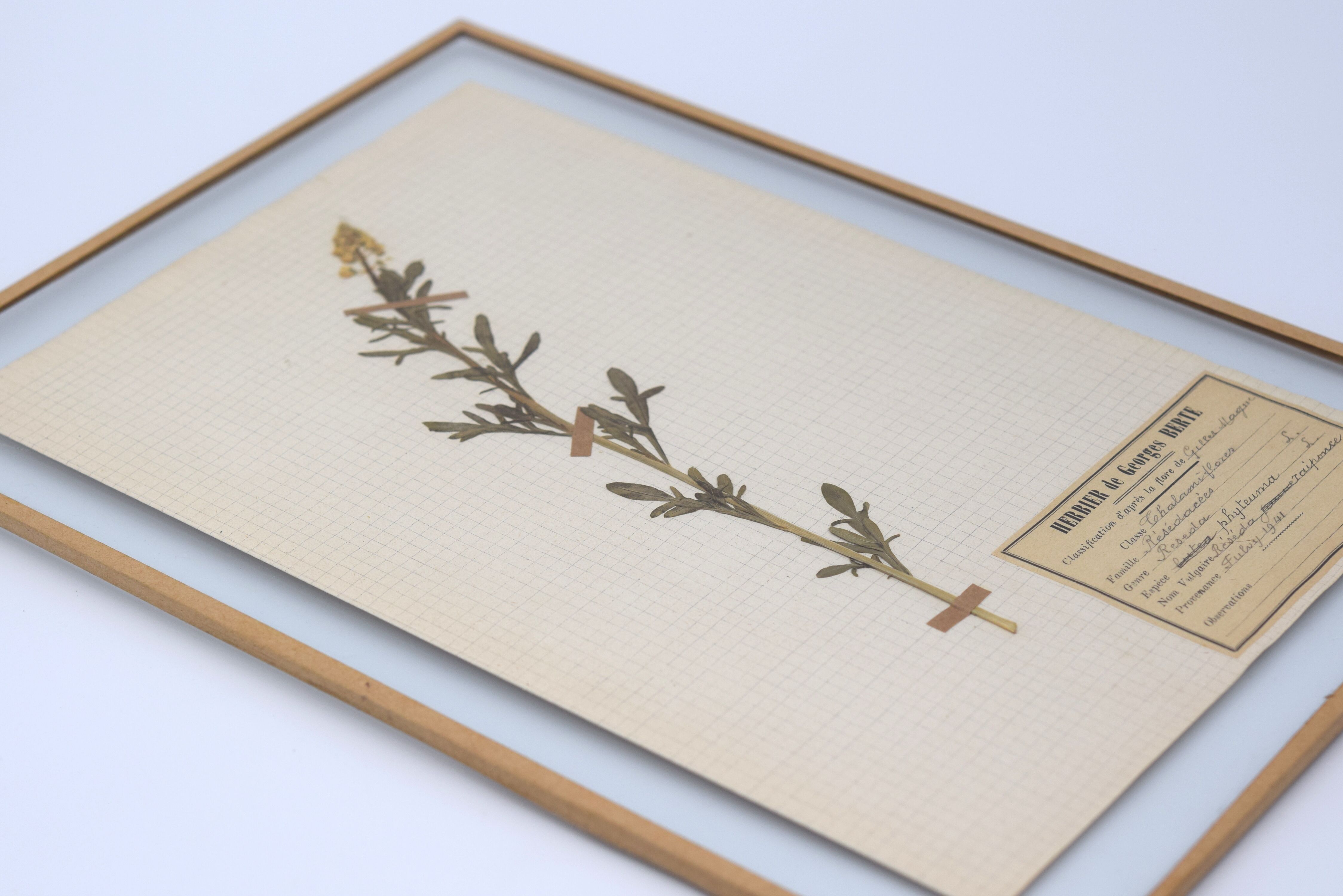 George Bert Herbarium