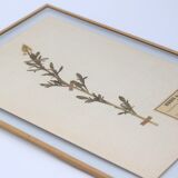 George Bert Herbarium
