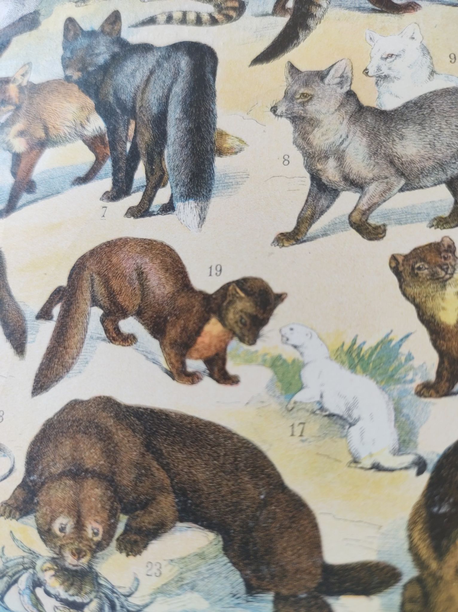 Antique print • Furbearing animals (1) • Original vintage poster from 1909