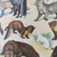 Antique print • Furbearing animals (1) • Original vintage poster from 1909
