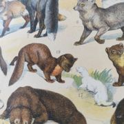 Antique print • Furbearing animals (1) • Original vintage poster from 1909