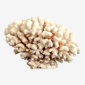 Coral on its foot