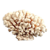 Coral on its foot
