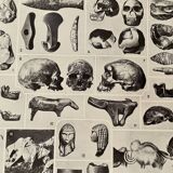 Photographic plate on the prehistory of 1928