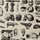 Photographic plate on the prehistory of 1928