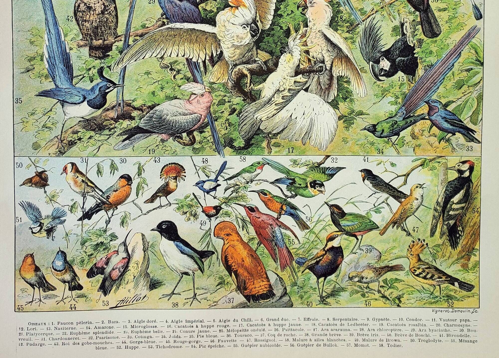 Antique engraving 1898, Birds 1: species, parrot, raptor • Lithograph, original illustration