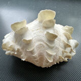 Shell decoration