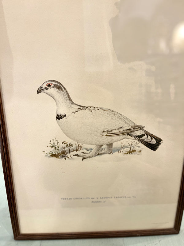 Old board framed under glass, bird