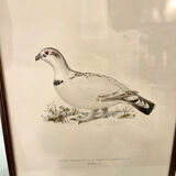 Old board framed under glass, bird