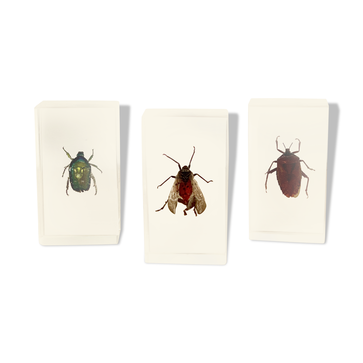 Pack of 3 insect inclusions