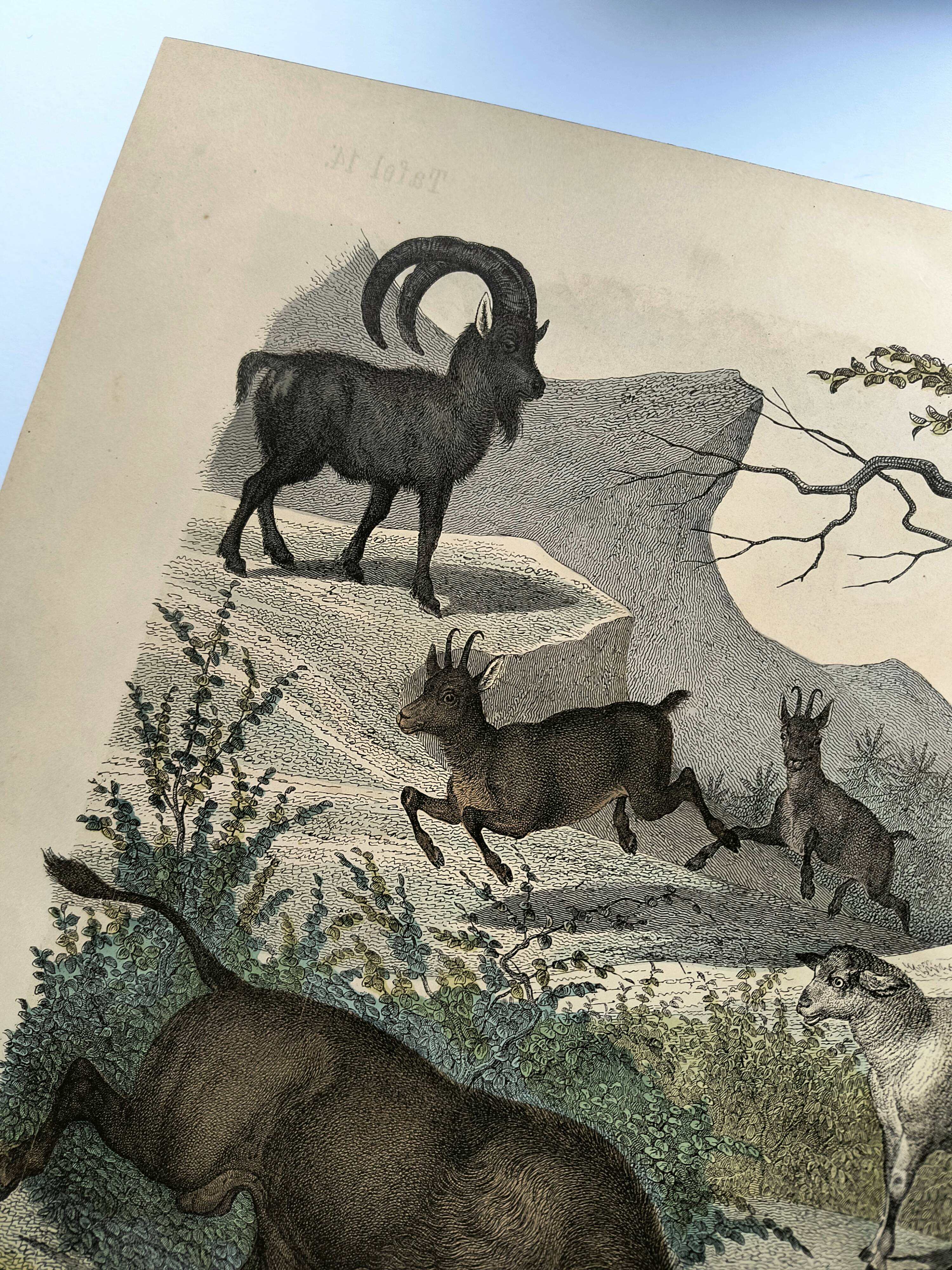 Old engraving from 1886 - Cow, sheep and goat - Lithograph of a farm