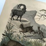 Old engraving from 1886 - Cow, sheep and goat - Lithograph of a farm