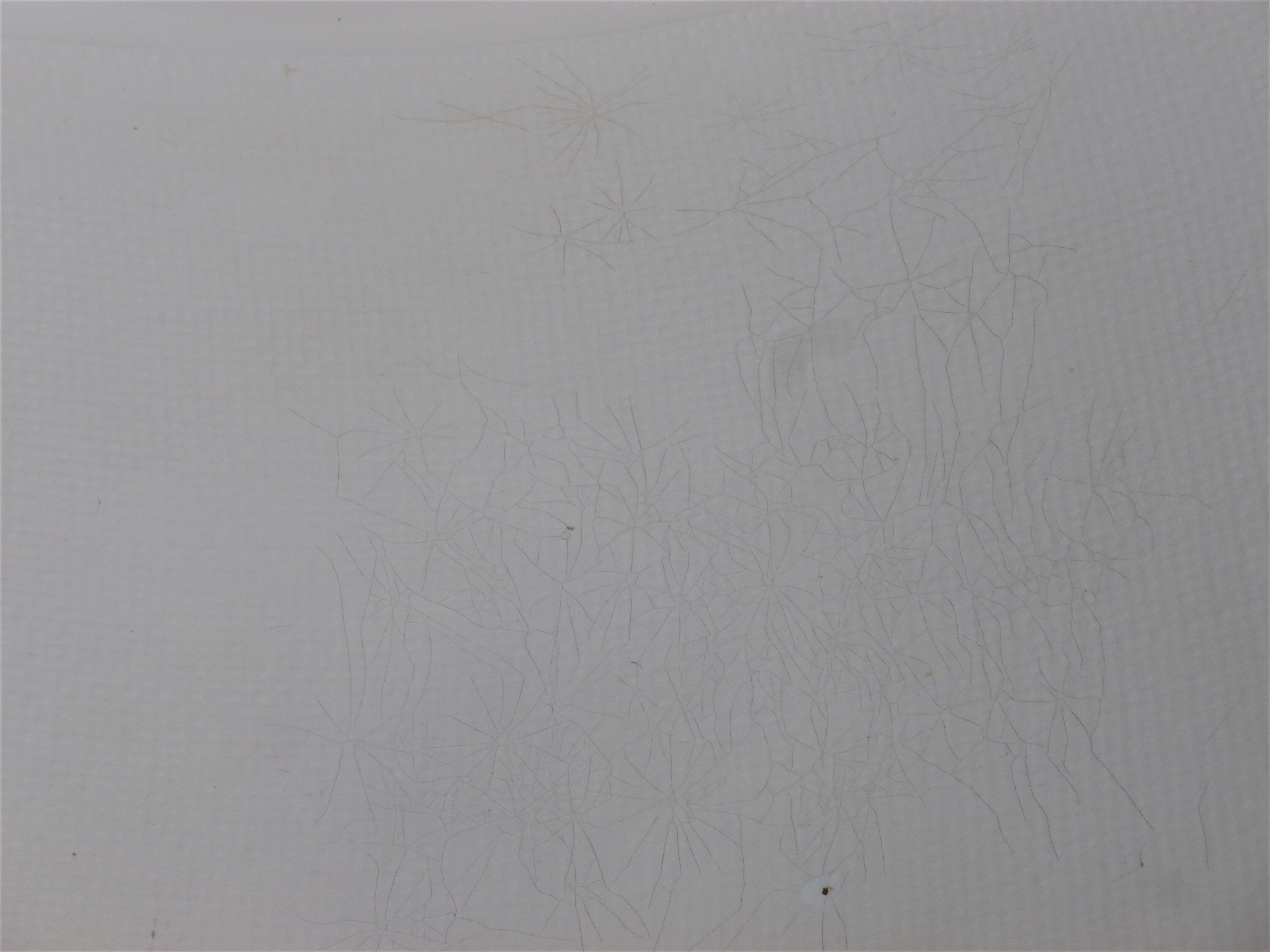 Pair of Eurolax sunbathing by Charles Zublena, 70s