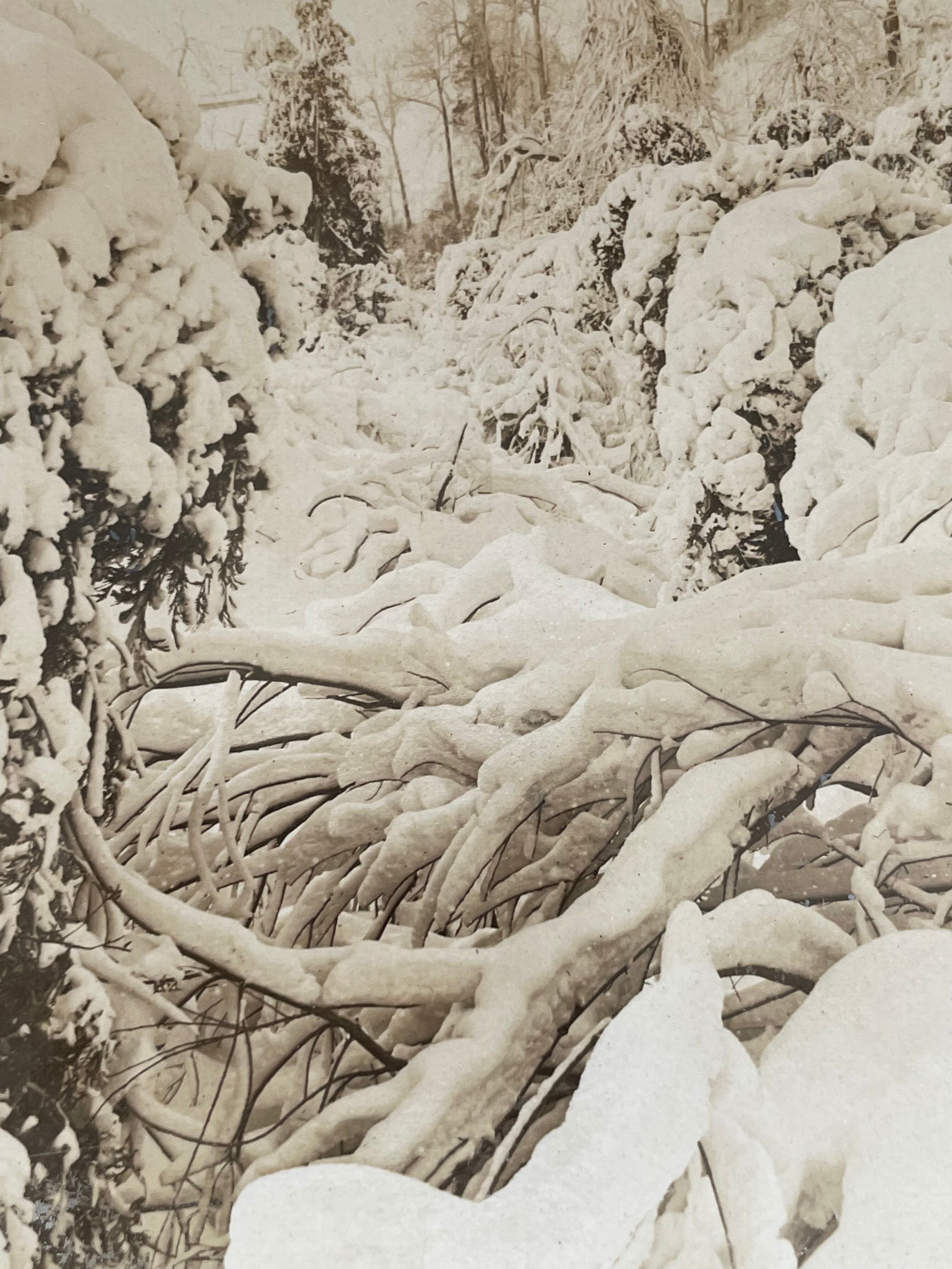 Antique photography, stereo, stereography, luxury albumine 1903 Ontario Canada