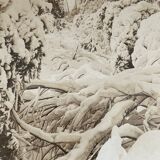 Antique photography, stereo, stereography, luxury albumine 1903 Ontario Canada