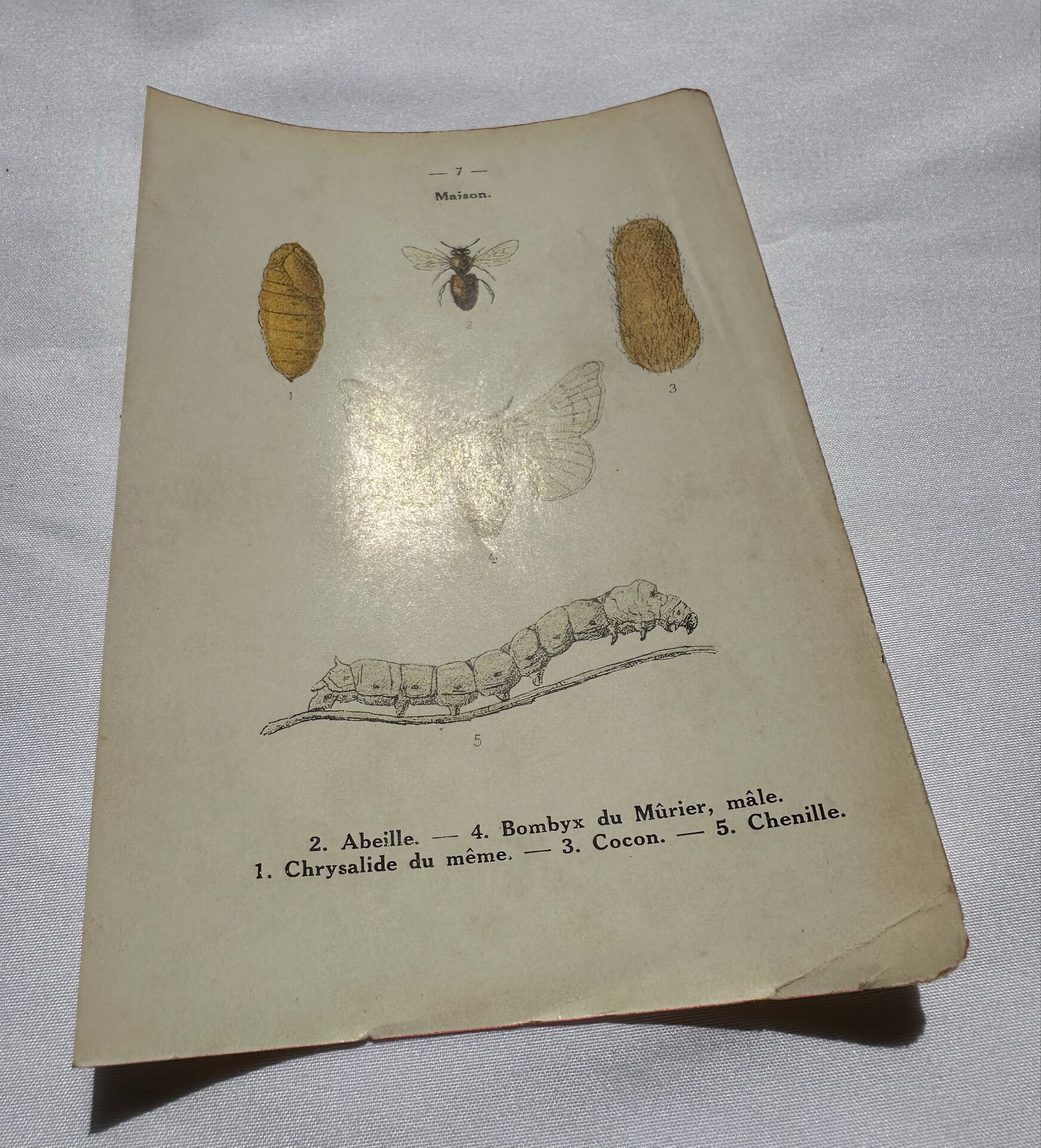 Affiche botanique gravure papillon naturaliste 19eme double face