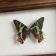 Cadre papillon "Chrysiridia ripheus »