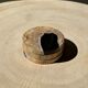Set of 3 fossilized wooden coasters (clear)