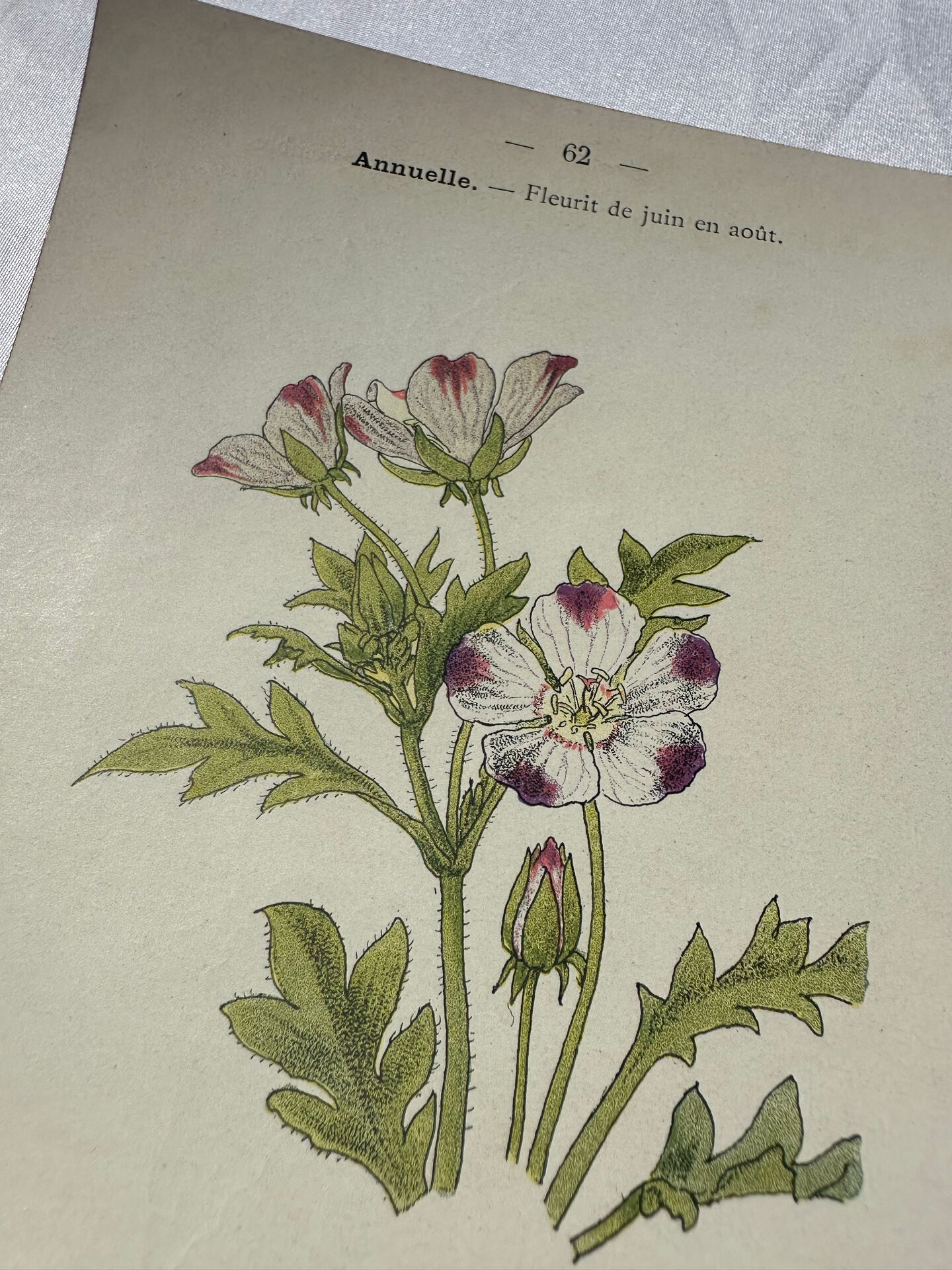 🌿 Botanical Plate Old Naturalist Engraving 19th Century Double-Sided