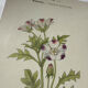 🌿 Botanical Plate Old Naturalist Engraving 19th Century Double-Sided