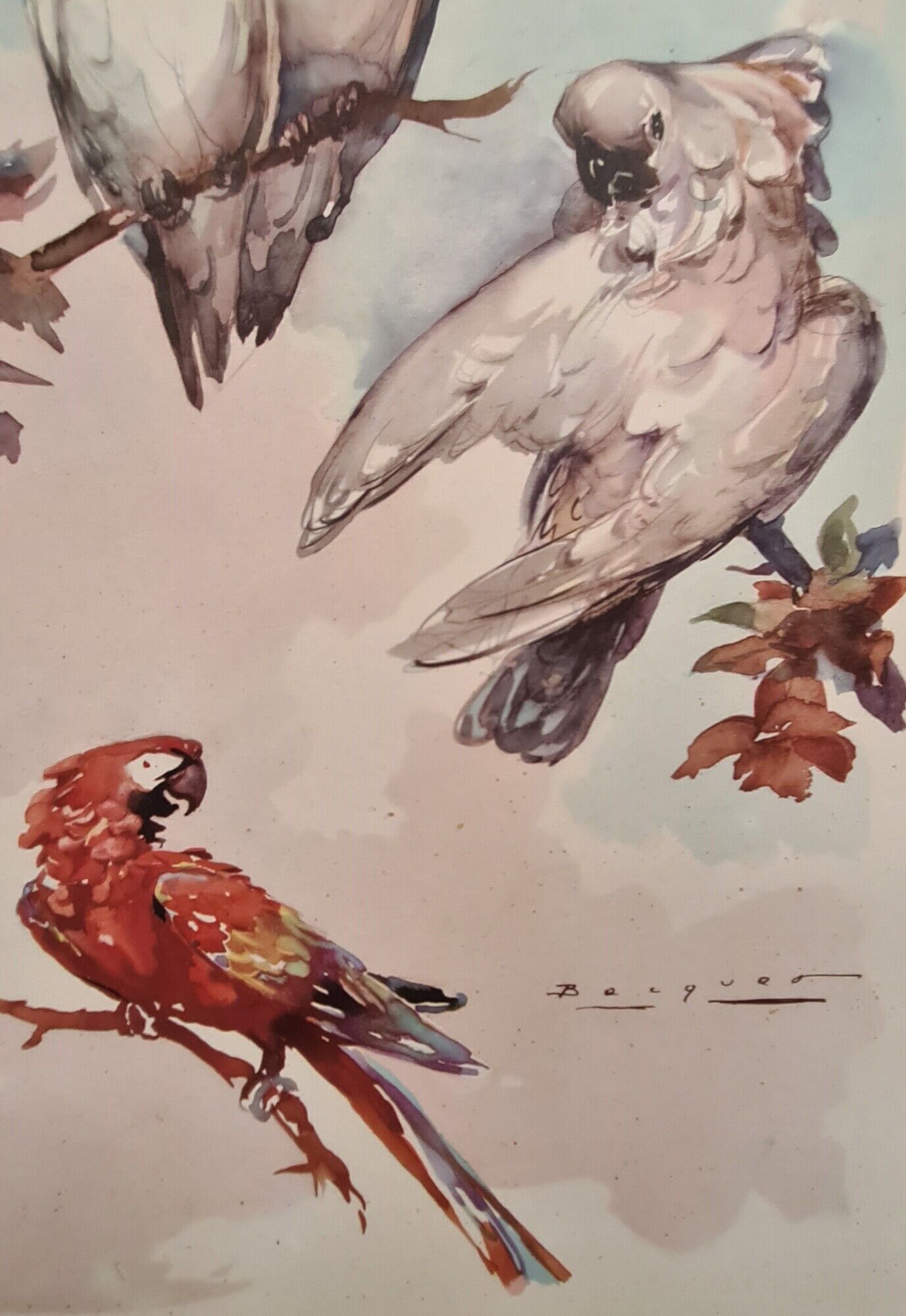 lithography of Watercolor signed with parrot in a magnifying glass frame 62x50