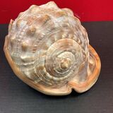 Shell: conch? reunion island - 18 x 12 x 12 cm