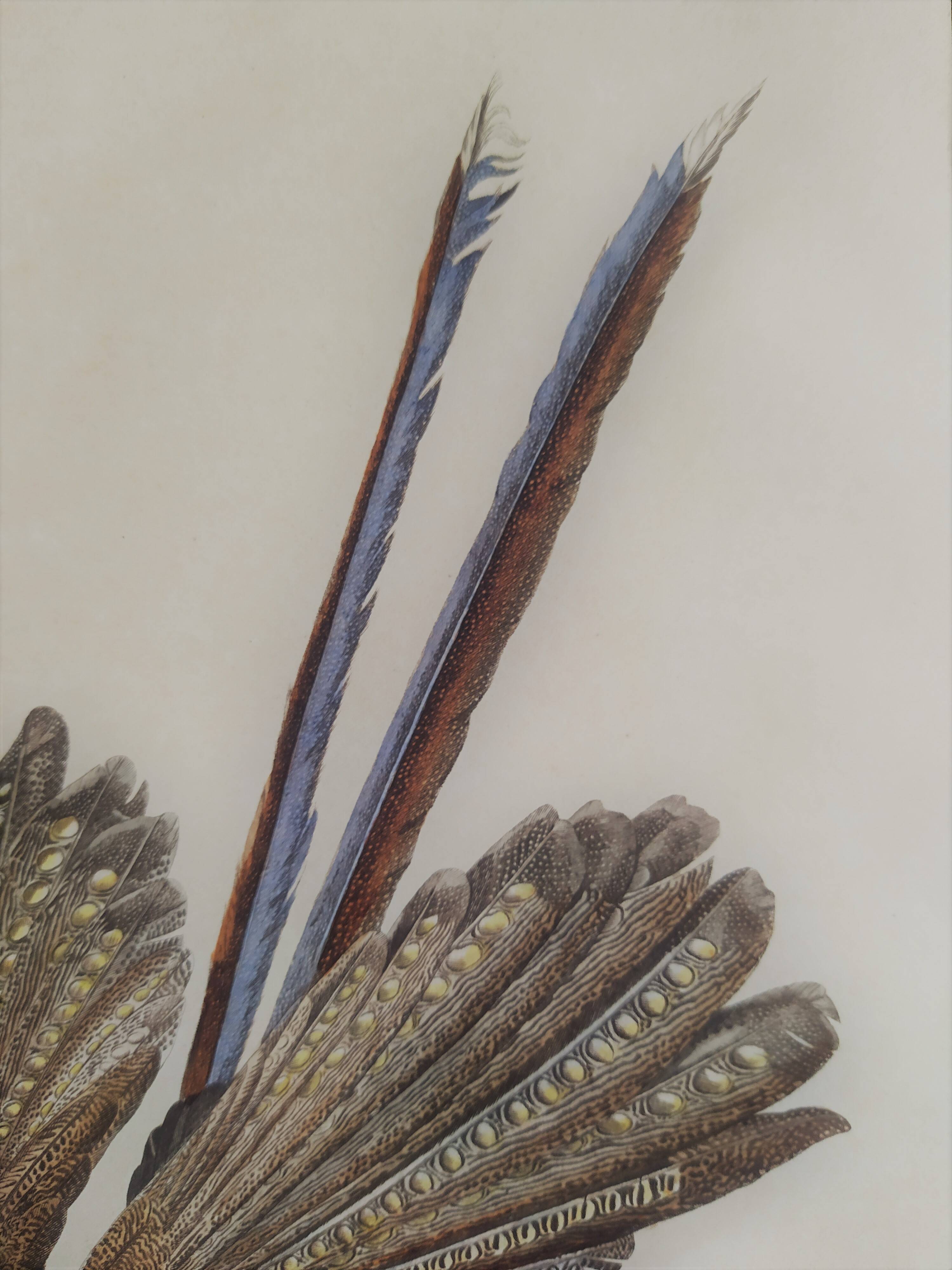 Ornithological Plate Buffon 1838 "the Argus"