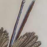 Ornithological Plate Buffon 1838 "the Argus"