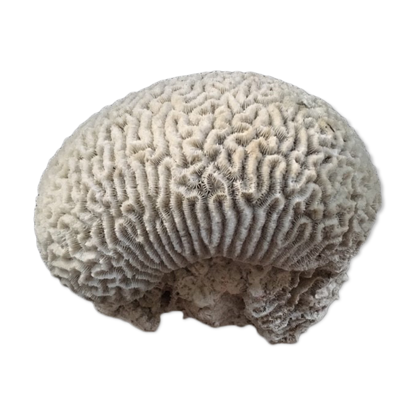 White coral