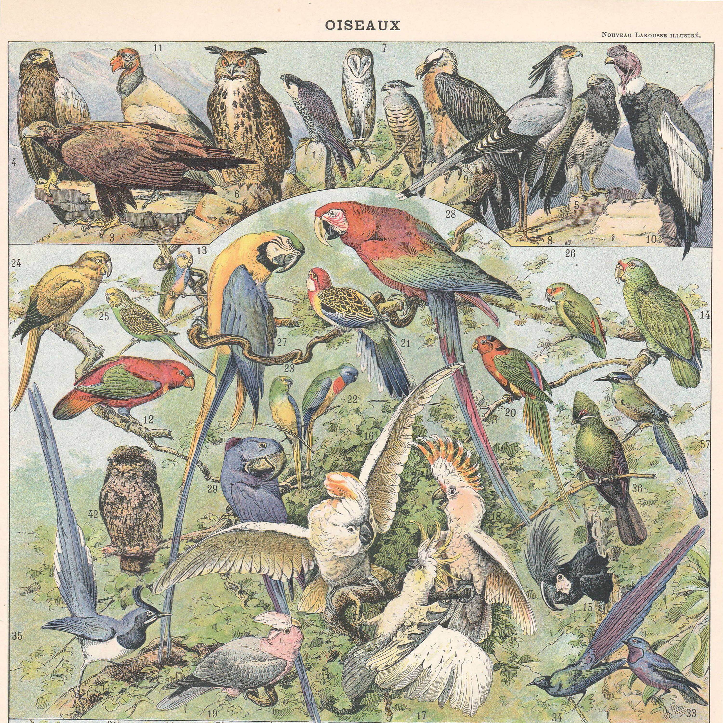 Planche lithographie les oiseaux 1900