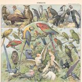 Lithograph plate of birds 1900