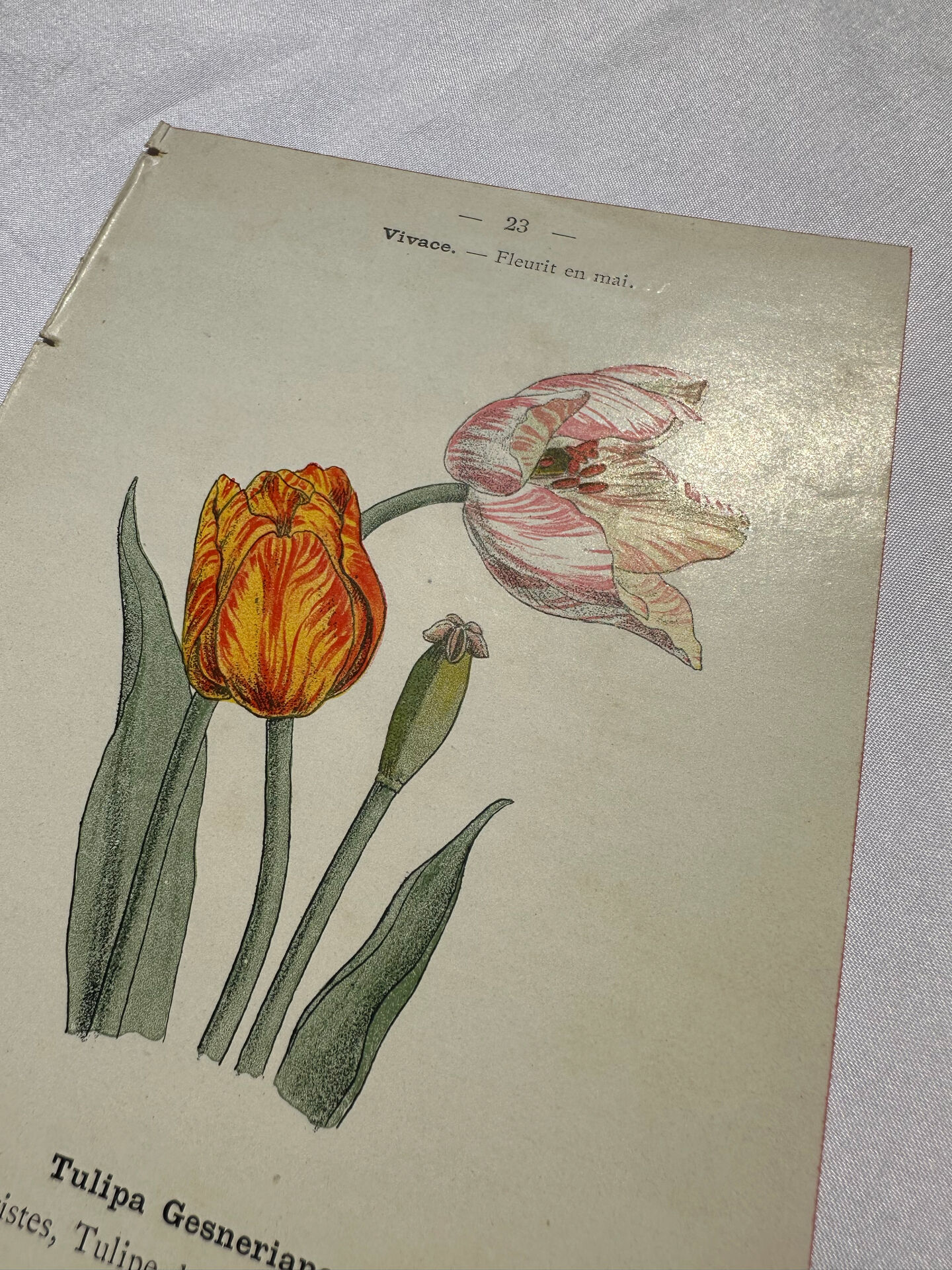 Botanical plate floral engraving naturalist 1800 double-sided