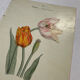 Botanical plate floral engraving naturalist 1800 double-sided