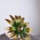 Flower wall lamp, 1970s