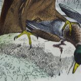 Ornithological Plate Buffon 1840 "Great Eagle & Little Eagle"