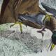 Ornithological Plate Buffon 1840 "Large Eagle & Small Eagle"