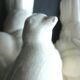 Cracked white ceramic Art Deco book-snables: Birds, Doves