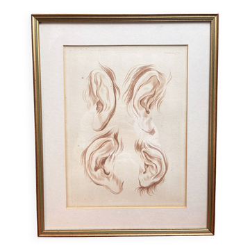 Old Print Engraving 19th Century Study of an Ear After Janinet Le Clerc
