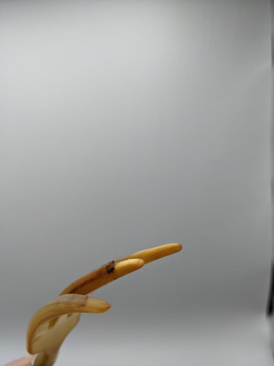 horned salad cutlery - l: 25cm