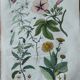 Lot of 9 old naturalist boards