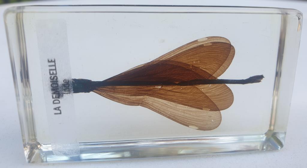 Insect under resin the Demoiselle d'Inde