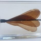 Insect under resin the Demoiselle d'Inde