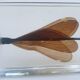 Insect under resin the Demoiselle d'Inde
